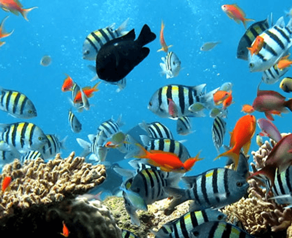 Snorkeling